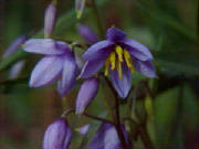 blind_grass_stypandra_glauca.jpg