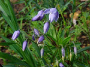 blind_grass_stypandra_glauca_1.jpg