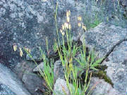 blowfly_grass_briza_maxima.jpg