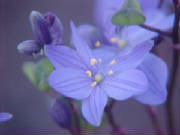 blue_squill_chamaescilla_corymbosa.jpg