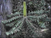 bull_banksia_banksia_grandis.jpg