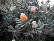 burdetts_banksia_banksia_burdettii.jpg