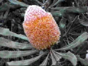 burdetts_banksia_banksia_burdettii_2.jpg