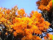 christmas_tree_nuytsia_floribunda.jpg