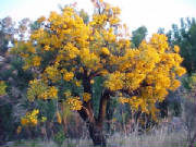 christmas_tree_nuytsia_floribunda_1.jpg