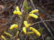 drummonds_wattle_acacia_drummondii.jpg