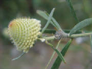 drumstick_isopogon_isopogon_sphaerophalus_1.jpg