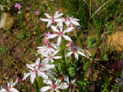 dwarf_burchardia_burchardia_multiflora.jpg