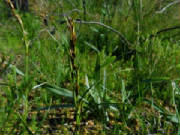 eight_anthered_sedge_tetraria_octandra.jpg