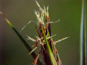 eight_anthered_sedge_tetraria_octandra_1.jpg