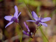 false_blind_grass_agrostocrinum_scabrum.jpg