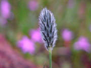 foxtail_mulga_grass_neurachne_alopecuroidea.jpg