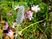 foxtail_mulga_grass_neurachne_alopecuroidea_1.jpg