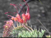 fuchsia_grevillea_grevillea_bipinnatifida.jpg