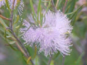 graceful_honeymyrtle_melaleuca_radula.jpg