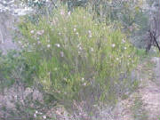 graceful_honeymyrtle_melaleuca_radula_1.jpg