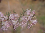 grevillea_paniculata.jpg