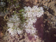 grevillea_paniculata_1.jpg