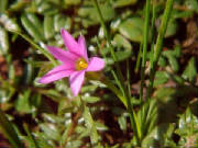 guildford_grass_romulea_rosea.jpg