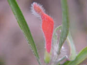 hairy_jug_flower_adenanthos_barbigerus.jpg