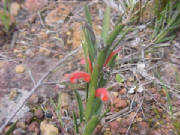 hairy_jug_flower_adenanthos_barbigerus_1.jpg