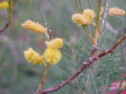 jam_tree_acacia_acuminata.jpg