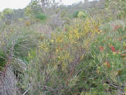jam_tree_acacia_acuminata_1.jpg