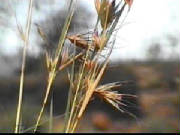 kangaroo_grass_themeda_australis.jpg