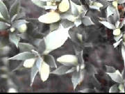 kick_bush_astroloma_pallidum.jpg