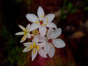 milkmaids_burchardia_umbellata.jpg