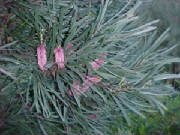 pink_spike_hakea_hakea_francisiana.jpg