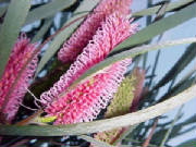 pink_spike_hakea_hakea_francisiana_1.jpg