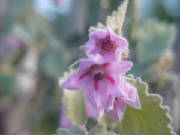 potato_bush_thomasia_grandiflora.jpg