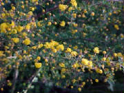 prickly_moses_acacia_pulchella.jpg