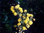 prickly_moses_acacia_pulchella_1.jpg
