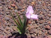 purple_flag_patersonia_occidentalis.jpg