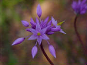 purple_tassles_sowerbaea_laxiflora.jpg