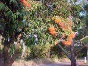 red_flowering_gum-corymbia_ficifolia_1.jpg