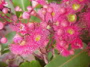 red_flowering_gum_corymbia_ficifolia.jpg