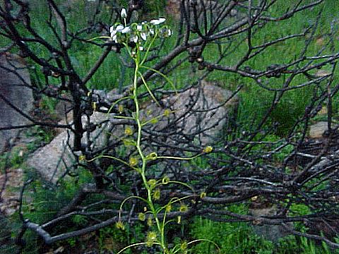 bridal_sundew_drosera_macrantha.jpg