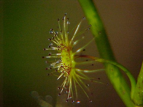bridal_sundew_drosera_macrantha_1.jpg