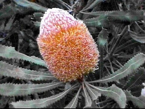 burdetts_banksia_banksia_burdettii_1.jpg