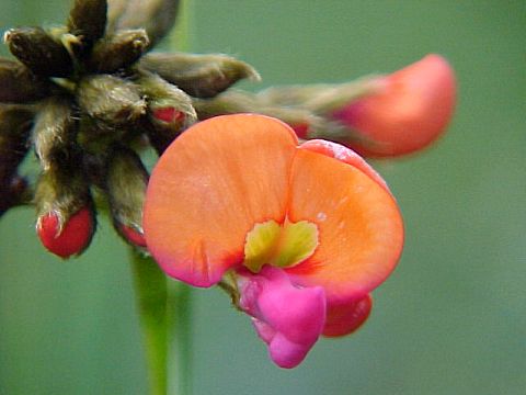 coral_pea_kennedia_coccinea.jpg
