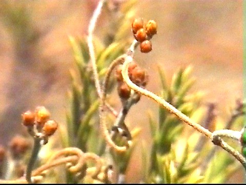 dodder_laurel_casytha_racemosa.jpg