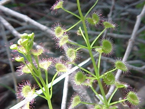 drosera_spp..jpg