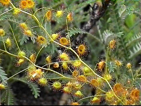 drosera_spp.jpg