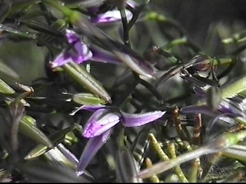 fringed_lily_thysanotus_patersonii.jpg
