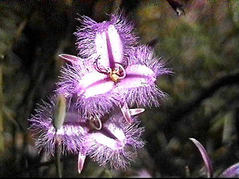 fringed_lily_thysanotus_patersonii_1.jpg