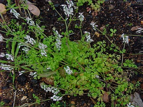 fumatory_fumaria_officinalis.jpg