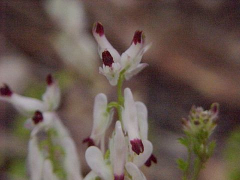 fumatory_fumaria_officinalis_1.jpg